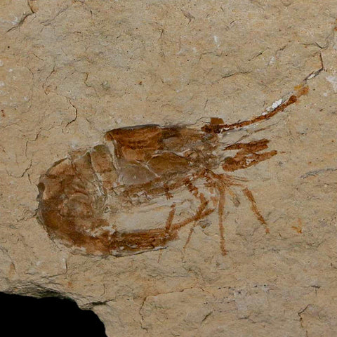 1.4" Fossil Shrimp Carpopenaeus Cretaceous Age 100 Mil Yrs Old Lebanon COA - Fossil Age Minerals