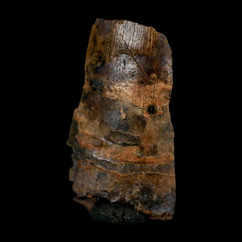 0.8" Tyrannosaurus Rex Fossil Tooth Section Dinosaur Lance Creek Formation WY COA - Fossil Age Minerals