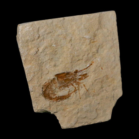 1.4" Fossil Shrimp Carpopenaeus Cretaceous Age 100 Mil Yrs Old Lebanon COA - Fossil Age Minerals