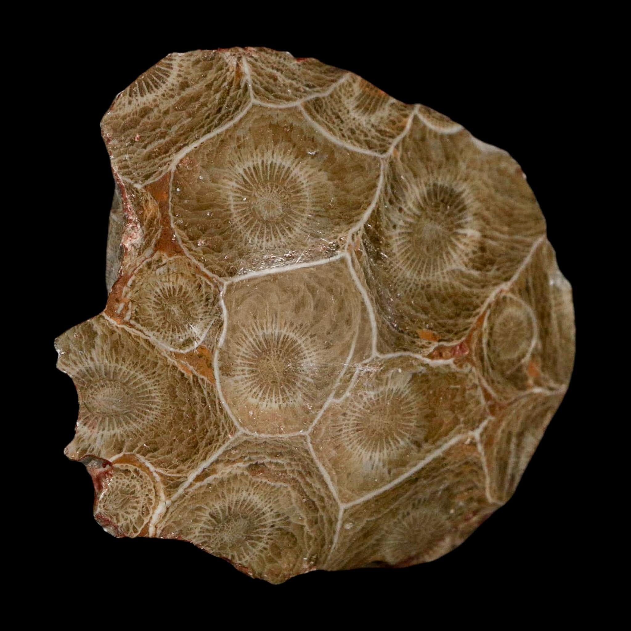 2.4" Polished Hexagonaria Coral Fossil Devonian Age 350 Million Yrs Old Morocco - Fossil Age Minerals