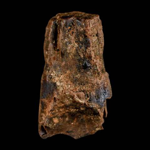 0.8" Tyrannosaurus Rex Fossil Tooth Section Dinosaur Lance Creek Formation WY COA - Fossil Age Minerals