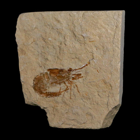 1.4" Fossil Shrimp Carpopenaeus Cretaceous Age 100 Mil Yrs Old Lebanon COA - Fossil Age Minerals