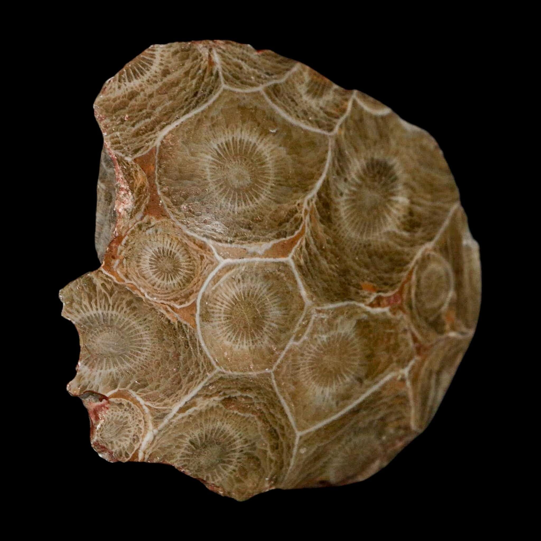 2.4" Polished Hexagonaria Coral Fossil Devonian Age 350 Million Yrs Old Morocco - Fossil Age Minerals
