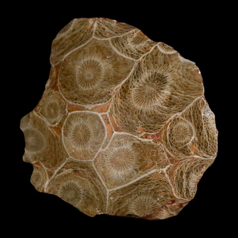 2.4" Polished Hexagonaria Coral Fossil Devonian Age 350 Million Yrs Old Morocco - Fossil Age Minerals
