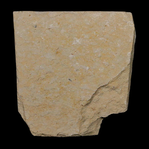 1.4" Fossil Shrimp Carpopenaeus Cretaceous Age 100 Mil Yrs Old Lebanon COA - Fossil Age Minerals