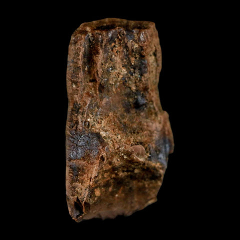 0.8" Tyrannosaurus Rex Fossil Tooth Section Dinosaur Lance Creek Formation WY COA - Fossil Age Minerals