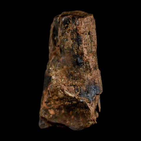 0.8" Tyrannosaurus Rex Fossil Tooth Section Dinosaur Lance Creek Formation WY COA - Fossil Age Minerals