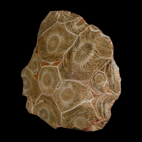 2.4" Polished Hexagonaria Coral Fossil Devonian Age 350 Million Yrs Old Morocco - Fossil Age Minerals
