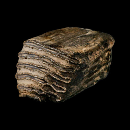 6.8" Columbian Mammoth Mammuthus Columbi Fossil Tooth Molar Pleistocene Age NC