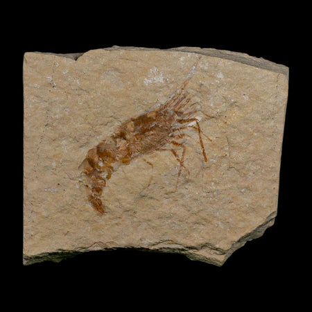 1.7" Fossil Shrimp Carpopenaeus Cretaceous Age 100 Mil Yrs Old Lebanon COA