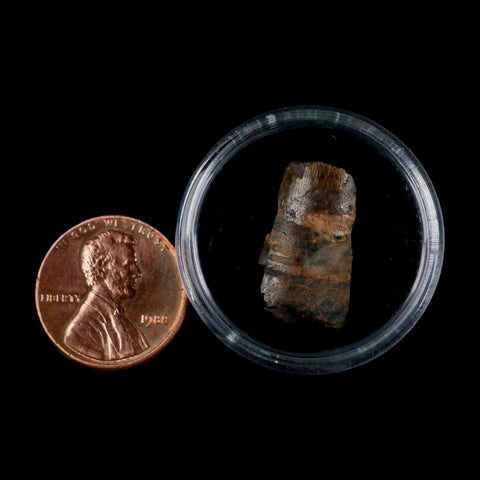 0.8" Tyrannosaurus Rex Fossil Tooth Section Dinosaur Lance Creek Formation WY COA - Fossil Age Minerals