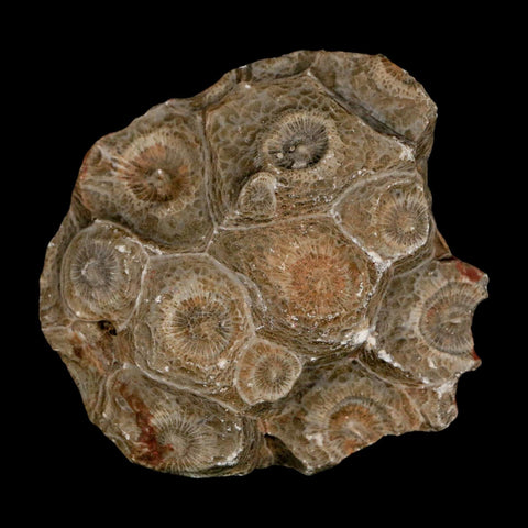 2.4" Polished Hexagonaria Coral Fossil Devonian Age 350 Million Yrs Old Morocco - Fossil Age Minerals