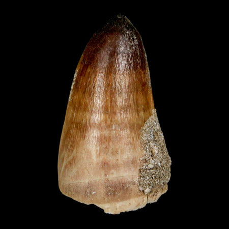 1.8" Mosasaur Curri Fossil Tooth Cretaceous Dinosaur Era COA, Stand