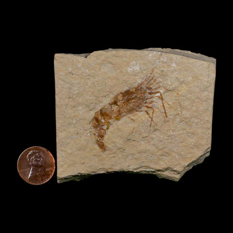 1.7" Fossil Shrimp Carpopenaeus Cretaceous Age 100 Mil Yrs Old Lebanon COA - Fossil Age Minerals