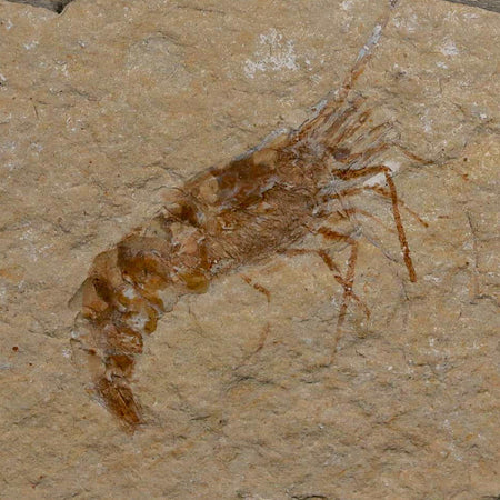 1.7" Fossil Shrimp Carpopenaeus Cretaceous Age 100 Mil Yrs Old Lebanon COA