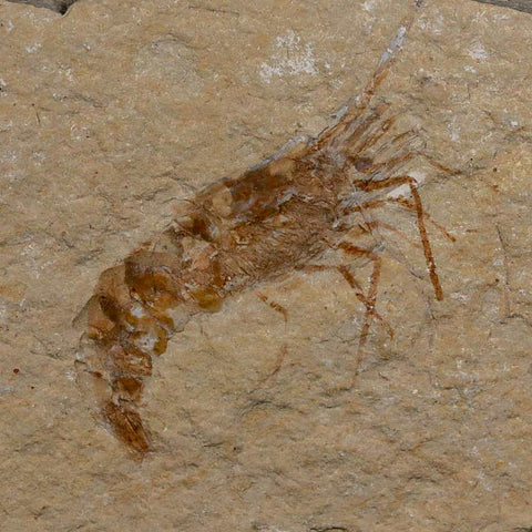 1.7" Fossil Shrimp Carpopenaeus Cretaceous Age 100 Mil Yrs Old Lebanon COA - Fossil Age Minerals