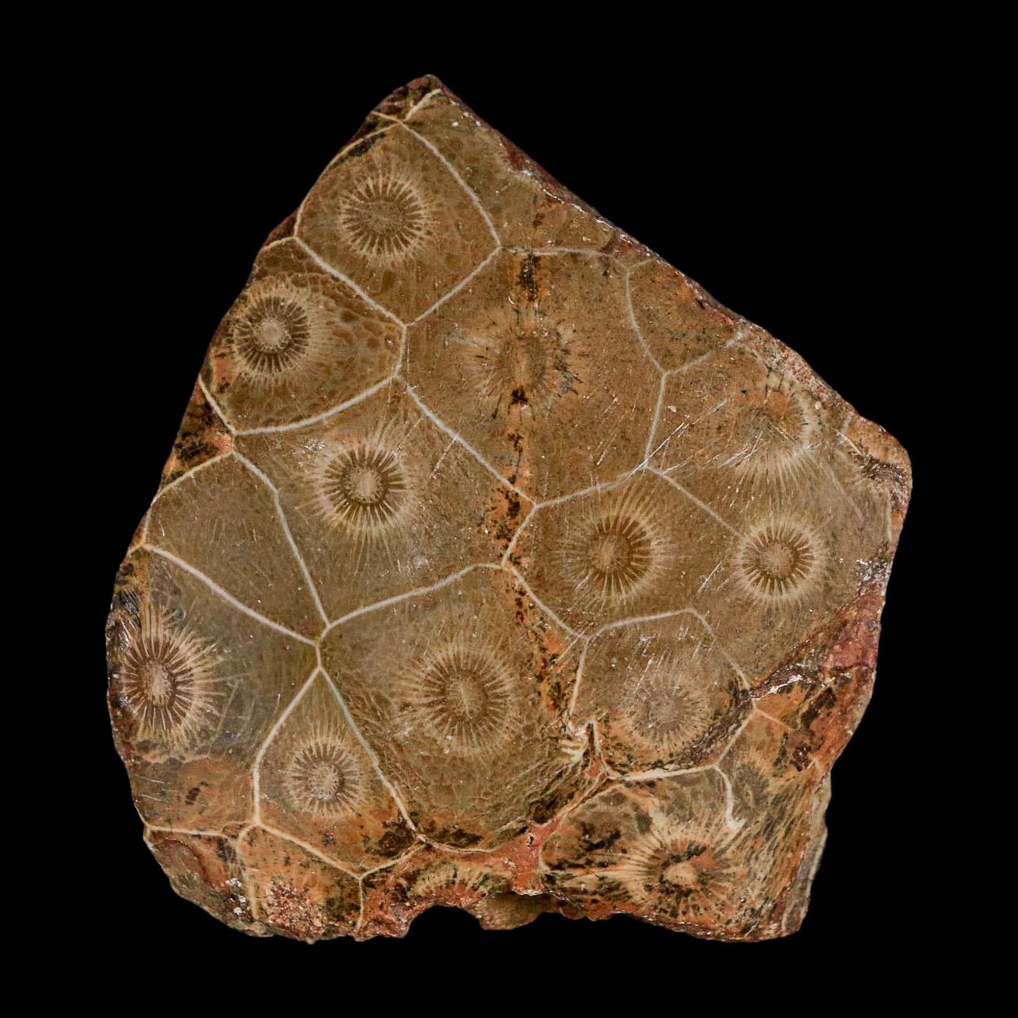 2.6" Polished Hexagonaria Coral Fossil Devonian Age 350 Million Yrs Old Morocco - Fossil Age Minerals
