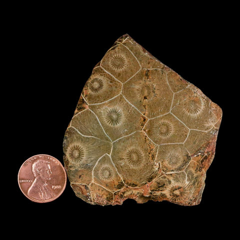 2.6" Polished Hexagonaria Coral Fossil Devonian Age 350 Million Yrs Old Morocco - Fossil Age Minerals