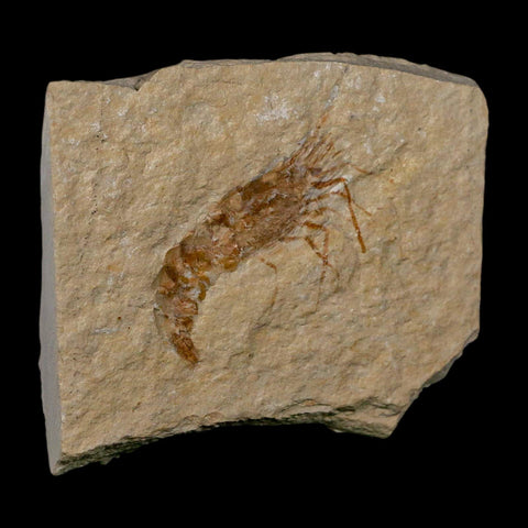 1.7" Fossil Shrimp Carpopenaeus Cretaceous Age 100 Mil Yrs Old Lebanon COA - Fossil Age Minerals