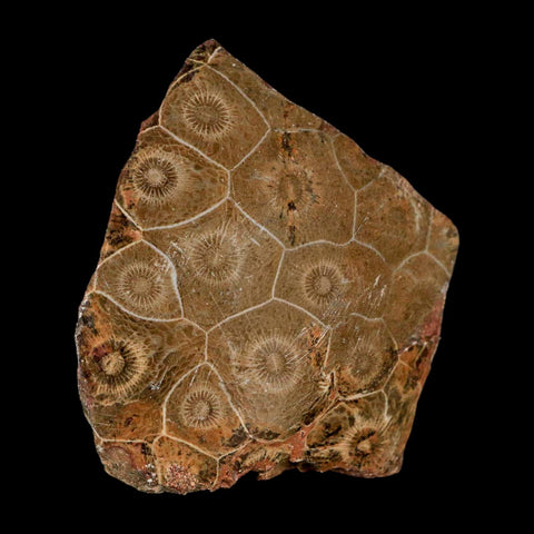 2.6" Polished Hexagonaria Coral Fossil Devonian Age 350 Million Yrs Old Morocco - Fossil Age Minerals
