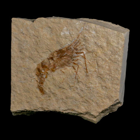 1.7" Fossil Shrimp Carpopenaeus Cretaceous Age 100 Mil Yrs Old Lebanon COA - Fossil Age Minerals