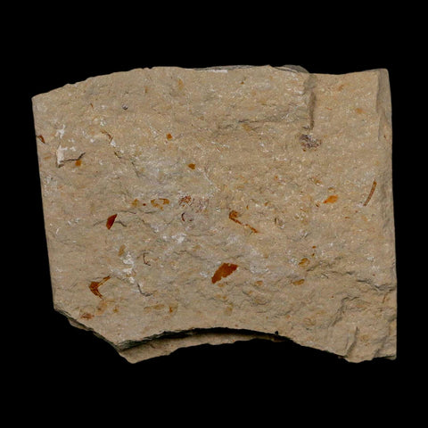 1.7" Fossil Shrimp Carpopenaeus Cretaceous Age 100 Mil Yrs Old Lebanon COA - Fossil Age Minerals