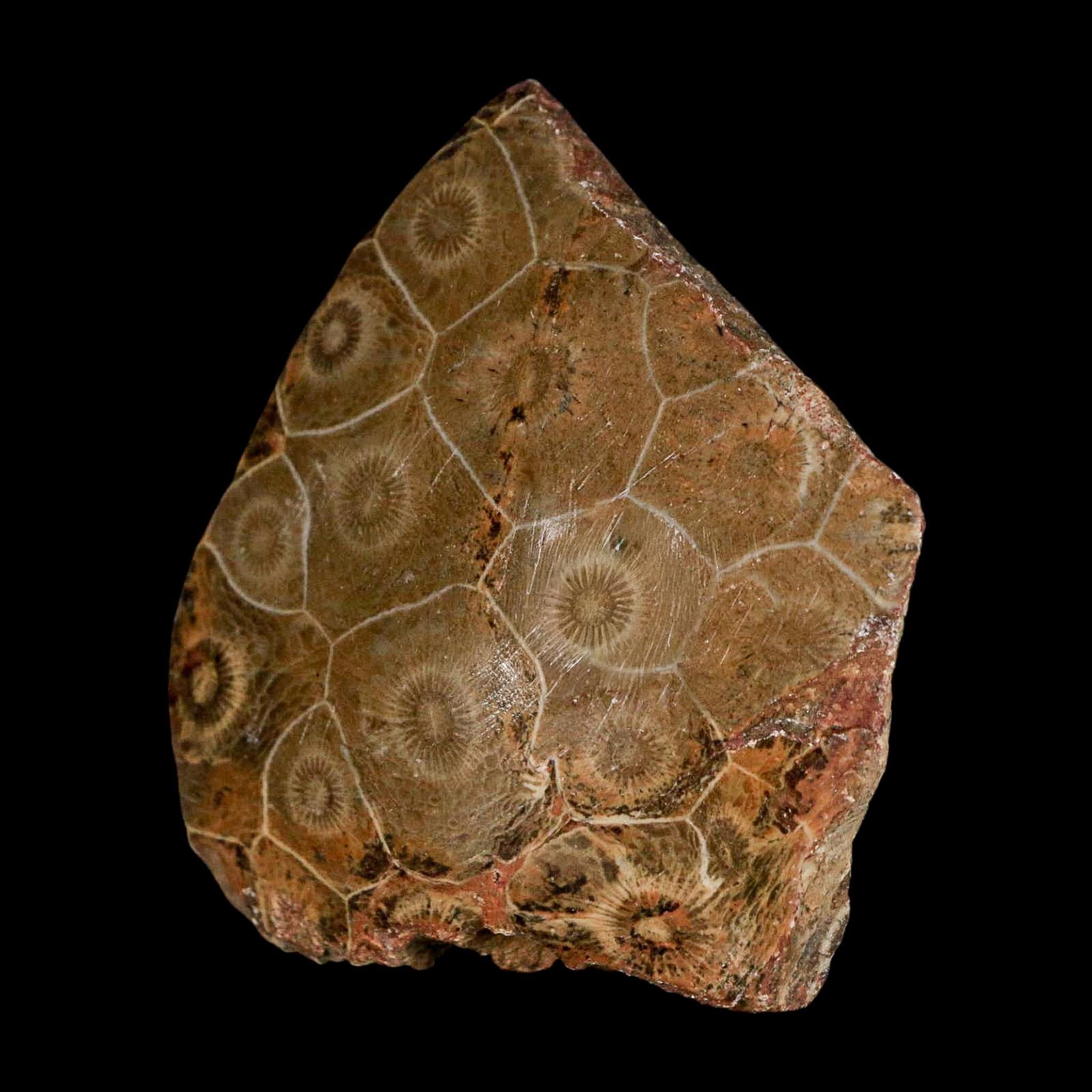 2.6" Polished Hexagonaria Coral Fossil Devonian Age 350 Million Yrs Old Morocco - Fossil Age Minerals