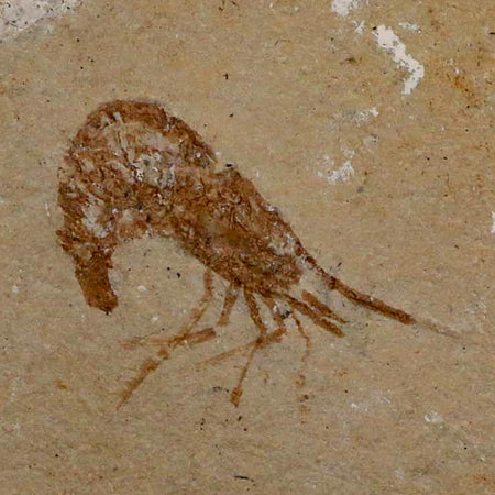 1" Fossil Shrimp Carpopenaeus Cretaceous Age 100 Mil Yrs Old Lebanon COA