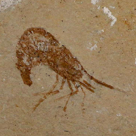1" Fossil Shrimp Carpopenaeus Cretaceous Age 100 Mil Yrs Old Lebanon COA - Fossil Age Minerals