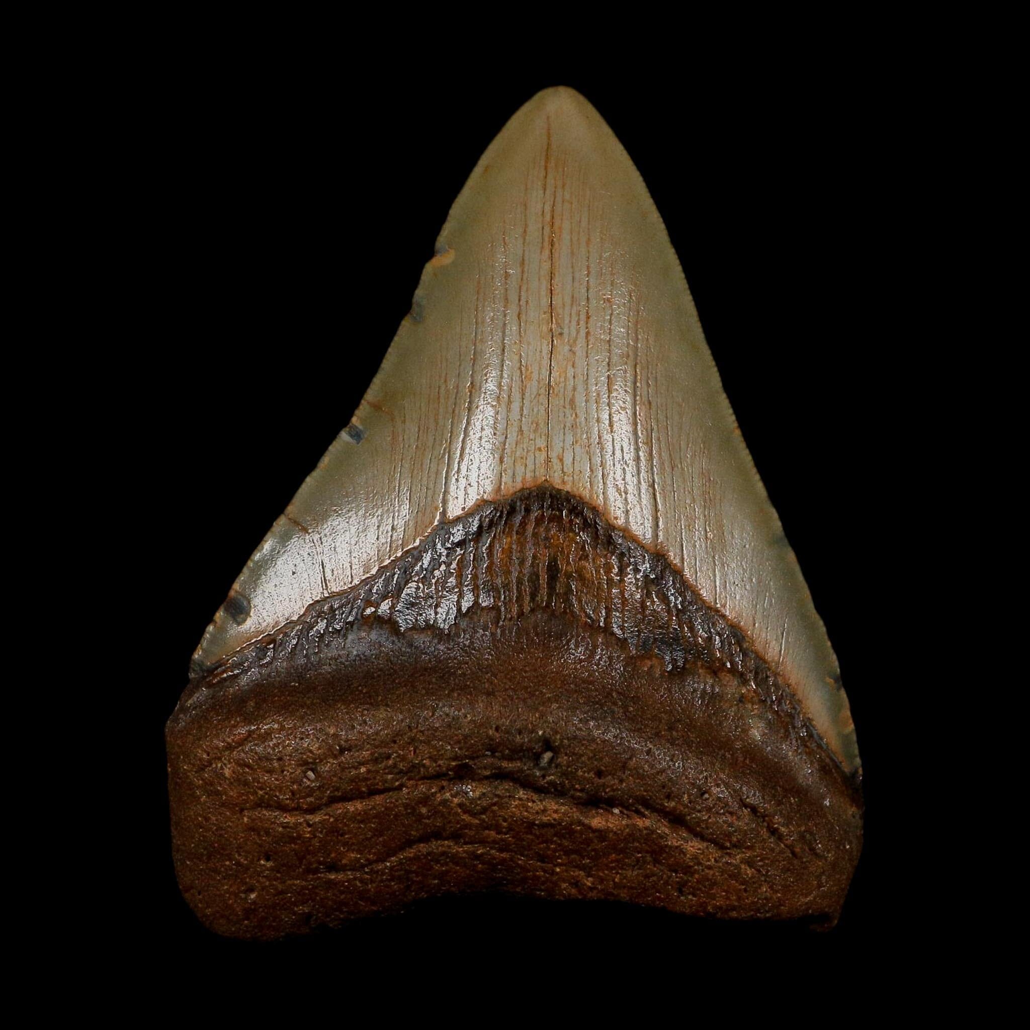 XL 3.6" Quality Megalodon Shark Tooth Serrated Fossil Natural Miocene Age COA