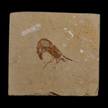 1" Fossil Shrimp Carpopenaeus Cretaceous Age 100 Mil Yrs Old Lebanon COA