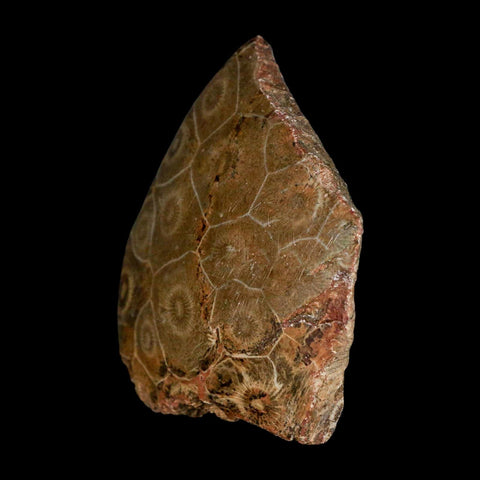 2.6" Polished Hexagonaria Coral Fossil Devonian Age 350 Million Yrs Old Morocco - Fossil Age Minerals