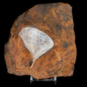2.8" Detailed Ginkgo Cranei Fossil Plant Leaf Morton County, ND Paleocene Age COA