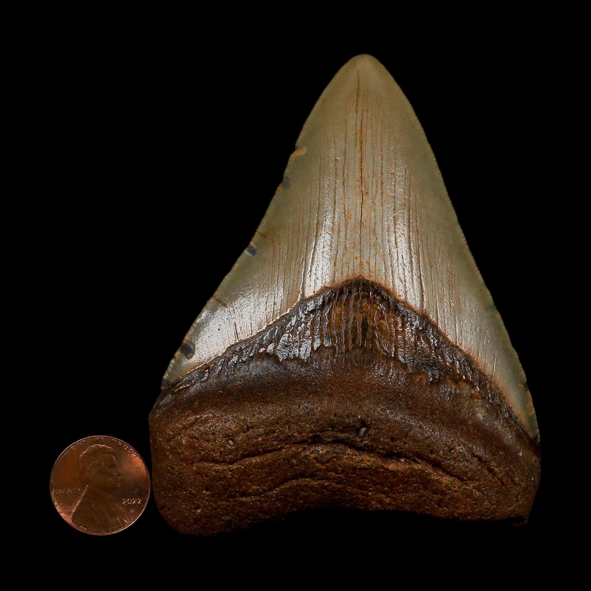 XL 3.6" Quality Megalodon Shark Tooth Serrated Fossil Natural Miocene Age COA