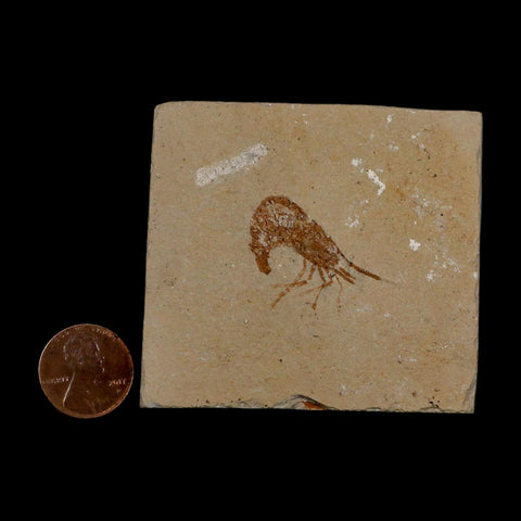 1" Fossil Shrimp Carpopenaeus Cretaceous Age 100 Mil Yrs Old Lebanon COA - Fossil Age Minerals