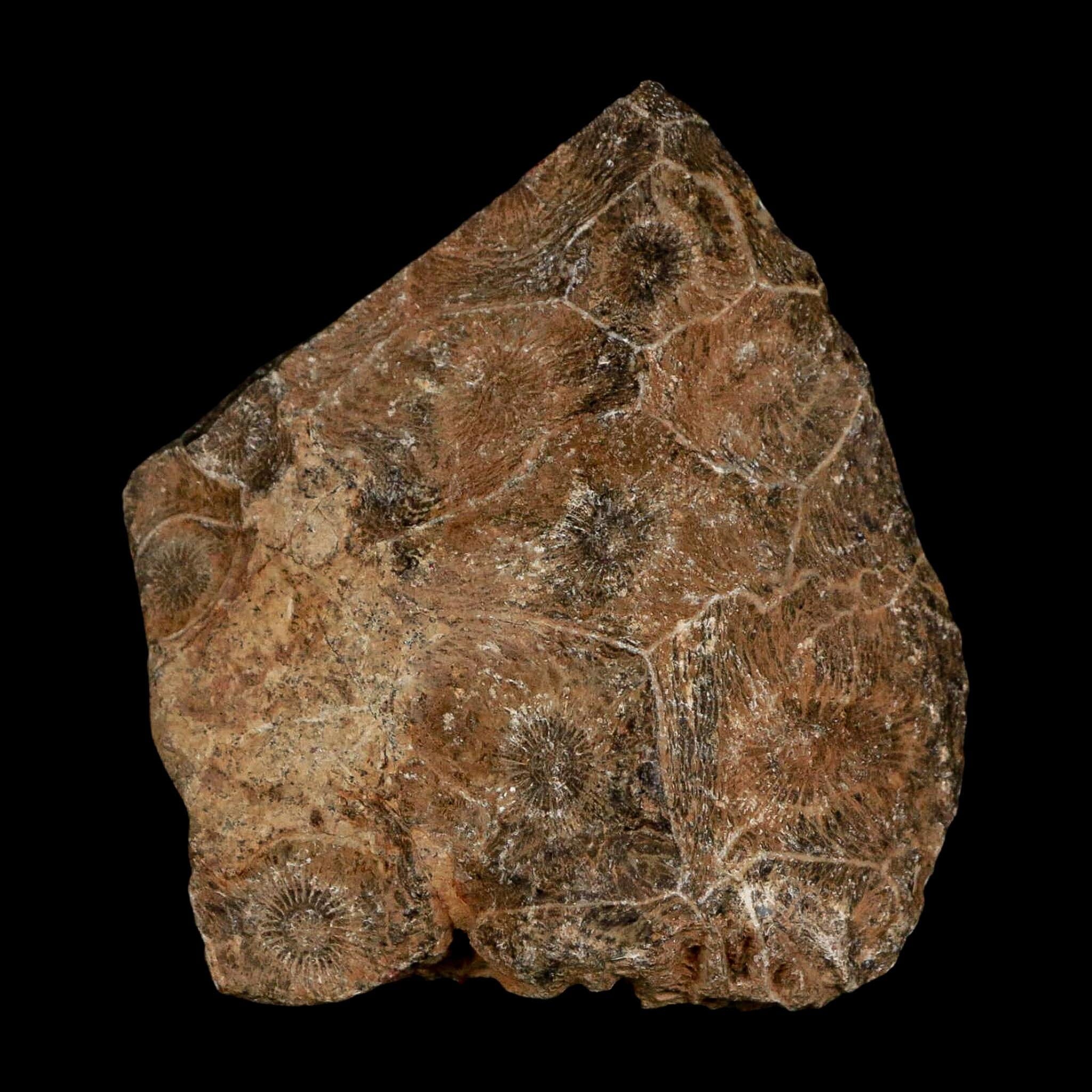2.6" Polished Hexagonaria Coral Fossil Devonian Age 350 Million Yrs Old Morocco - Fossil Age Minerals