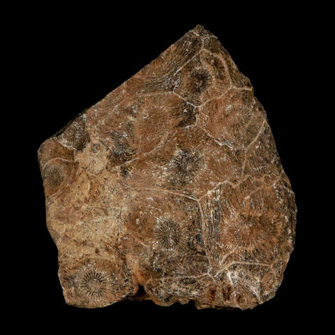 2.6" Polished Hexagonaria Coral Fossil Devonian Age 350 Million Yrs Old Morocco - Fossil Age Minerals