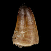 1.8" Mosasaur Curri Fossil Tooth Cretaceous Dinosaur Era COA, Stand