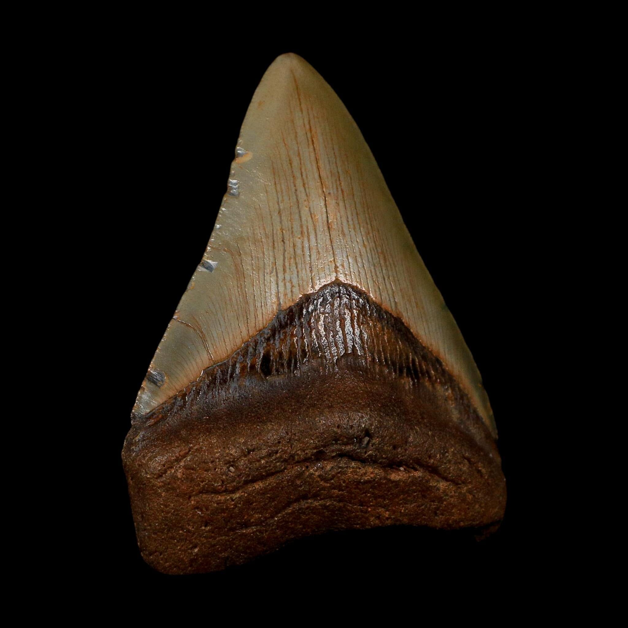 XL 3.6" Quality Megalodon Shark Tooth Serrated Fossil Natural Miocene Age COA