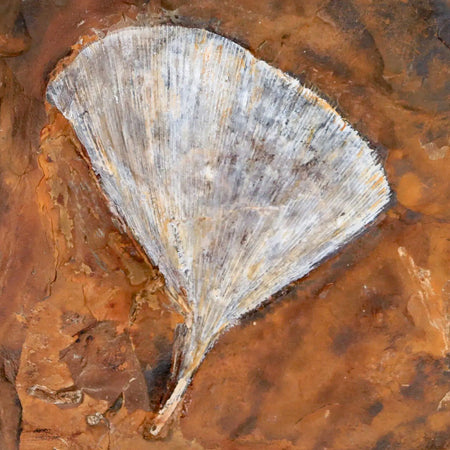 2.8" Detailed Ginkgo Cranei Fossil Plant Leaf Morton County, ND Paleocene Age COA