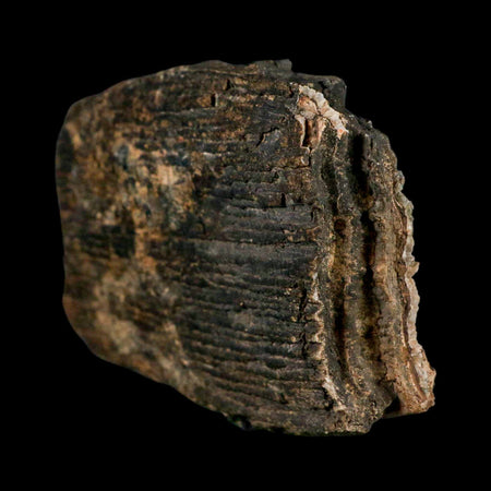 5.4" Columbian Mammoth Mammuthus Columbi Fossil Tooth Molar Pleistocene Age NC