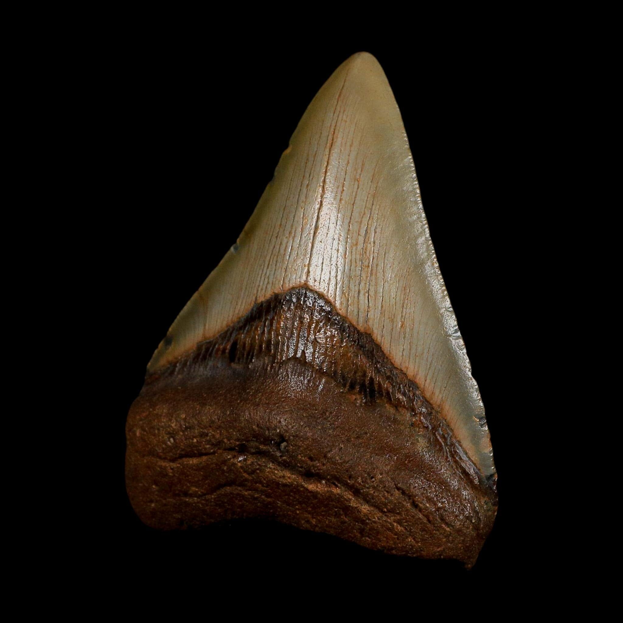 XL 3.6" Quality Megalodon Shark Tooth Serrated Fossil Natural Miocene Age COA