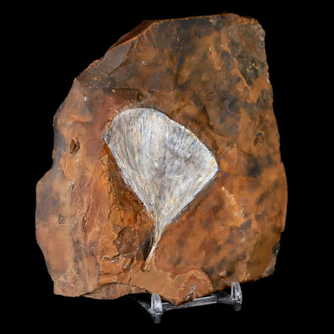 2.8" Detailed Ginkgo Cranei Fossil Plant Leaf Morton County, ND Paleocene Age COA - Fossil Age Minerals