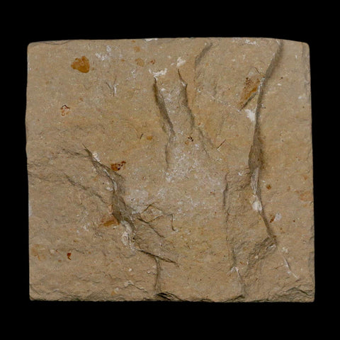 1" Fossil Shrimp Carpopenaeus Cretaceous Age 100 Mil Yrs Old Lebanon COA - Fossil Age Minerals