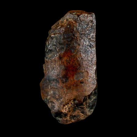 0.6" Tyrannosaurus Rex Fossil Tooth Section Dinosaur Lance Creek Formation WY COA