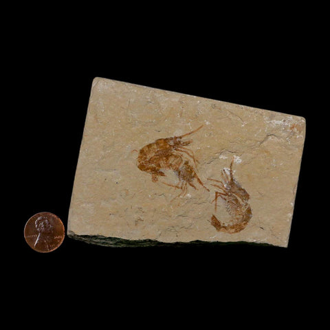 3 Three Fossil Shrimp Carpopenaeus Cretaceous Age 100 Mil Yrs Old Lebanon COA