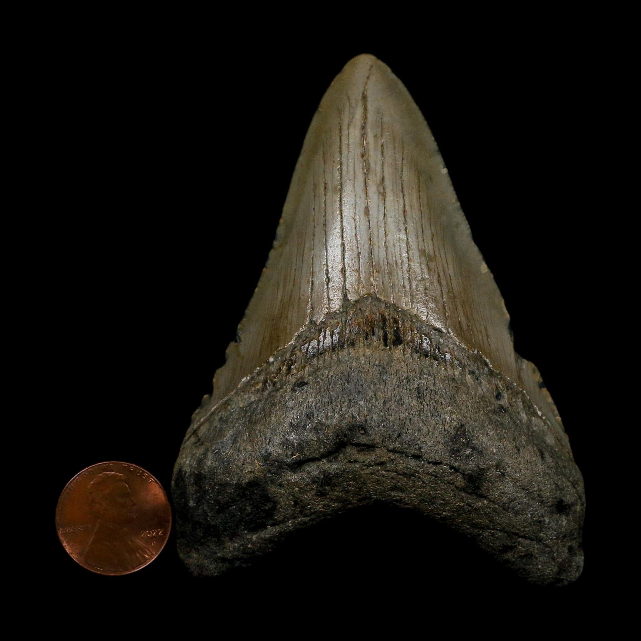 3.4" Quality Megalodon Shark Tooth Serrated Fossil Natural Miocene Age COA
