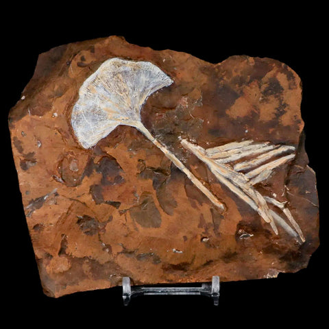 3.3" Detailed Ginkgo Cranei Fossil Plant Leaf Morton County, ND Paleocene Age COA - Fossil Age Minerals
