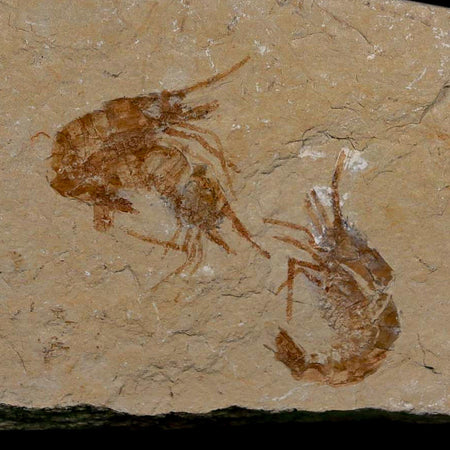 3 Three Fossil Shrimp Carpopenaeus Cretaceous Age 100 Mil Yrs Old Lebanon COA