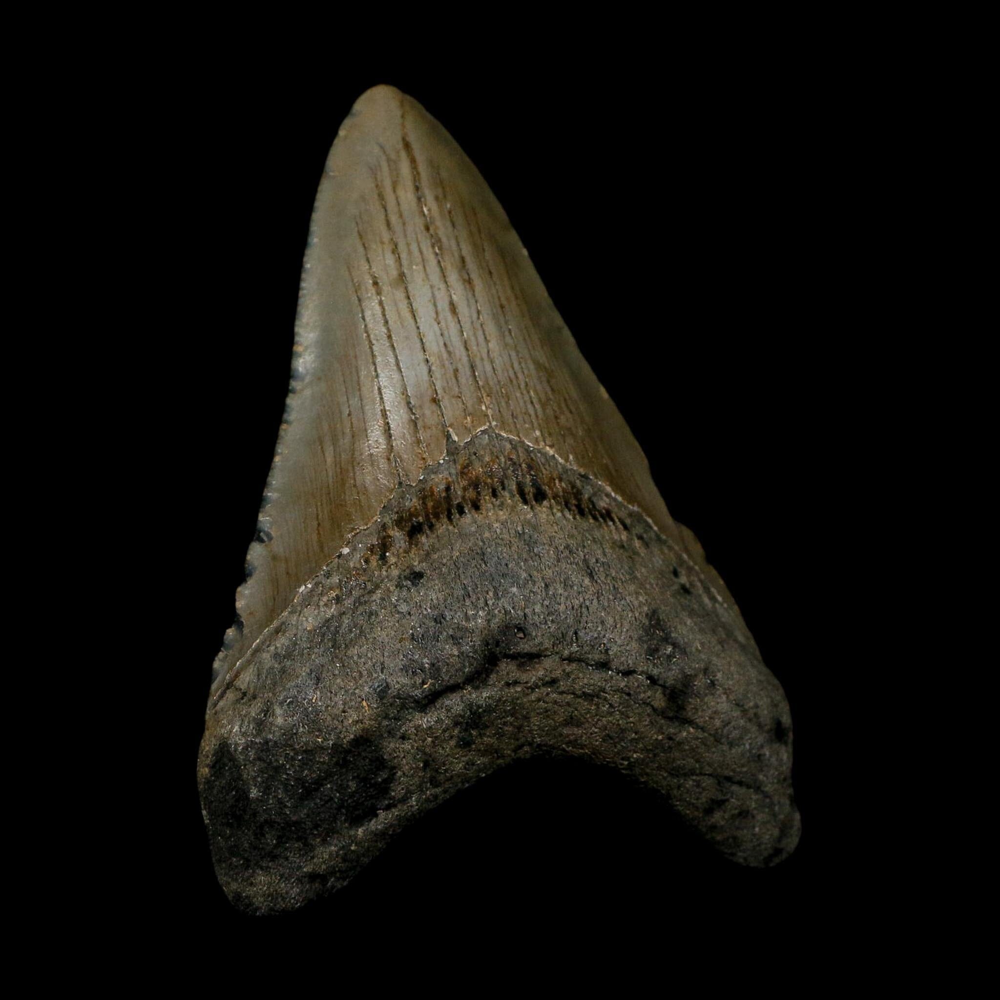 3.4" Quality Megalodon Shark Tooth Serrated Fossil Natural Miocene Age COA